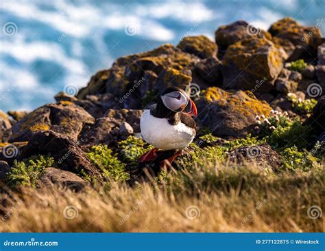 Picture of a Puffin in Its Natural Habitat in Iceland Stock Image ...