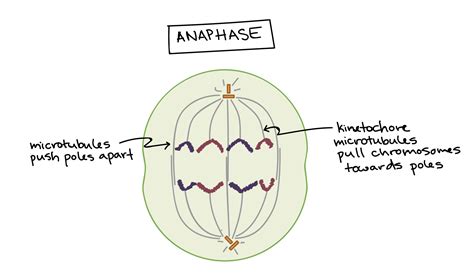 Fajarv Prophase Drawing