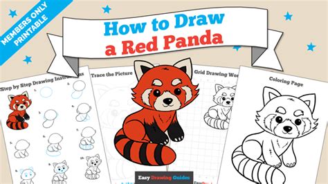 Red Panda Drawing Realistic Easy How To Draw Red Panda Red Panda