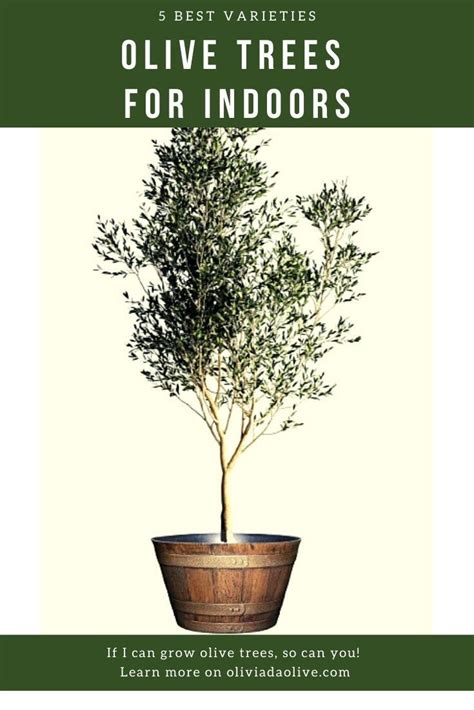 Growing Olive Trees Artofit