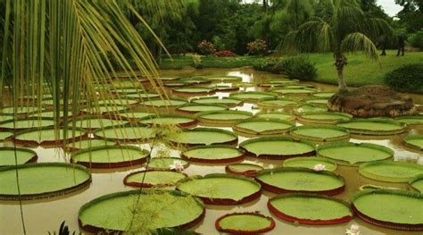 Verde Relajante Jardines Raros Pero Bonitos Stepping Stones