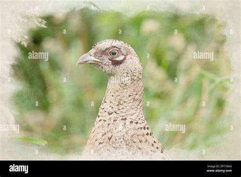 Digital watercolour painting portrait of a female common pheasant gamebird, Phasianus colchicus ...