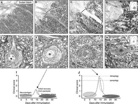 Photomicrographs Obtained At The Level Of The Spinal Cord Ventral Horn