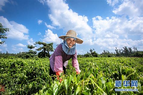 海口琼山云龙镇：发展特色农业 引领村民致富琼山新浪新闻