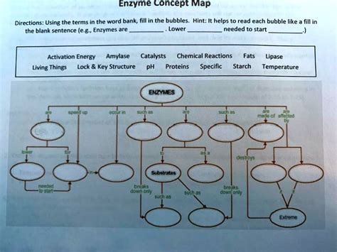 Enzyme Concept Map Directions Using The Terms In The Word Bank Fill In