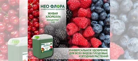 Удобрение Нео Флора живая хлорелла 5,0 л купить в Екатеринбурге с ...