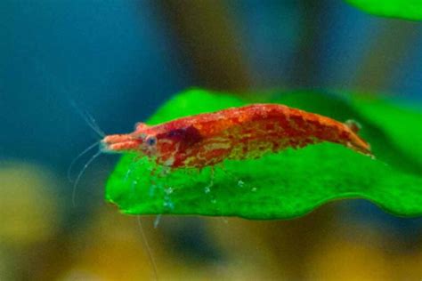 Cherry Shrimp - Facts | Breeding | Molting | pH | Care | Size - SeaFish