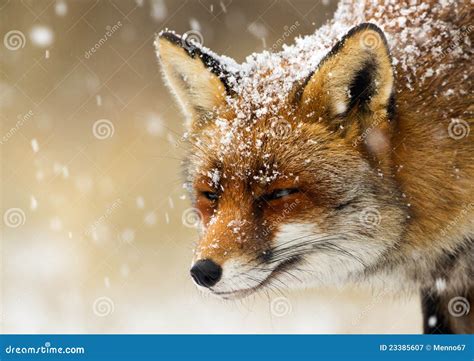 Red Fox in the Snow Portrait Stock Image - Image of predator, playing ...