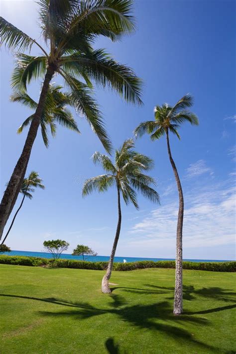 Palmera Hawaiana Foto De Archivo Imagen De Azul Cubo 11615940