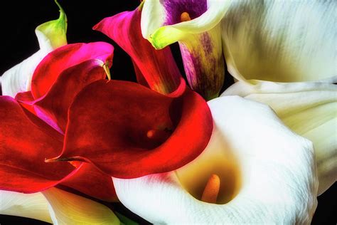 Bunch Of Beautiful Calla Lilies Photograph By Garry Gay Fine Art America