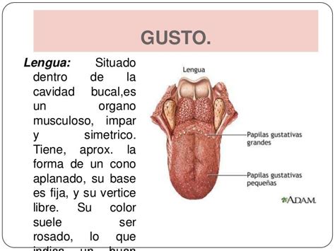 Sentido del gusto y sus partes - Imagui