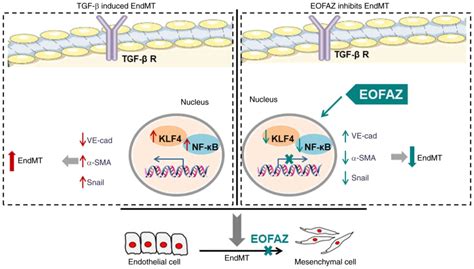 Eofaz Inhibits Endothelial‑to‑mesenchymal Transition Through