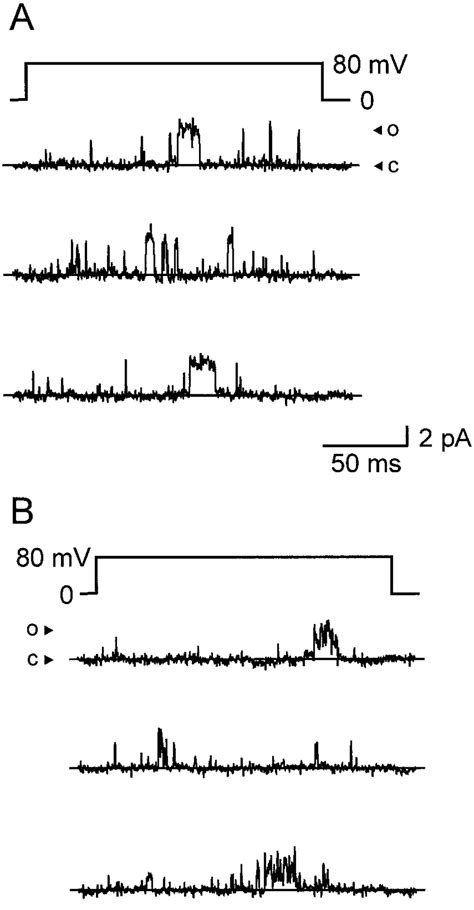 Single Channel Activity Of Homomeric And Heteromeric Channels The