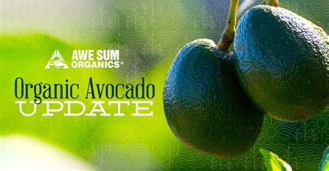 Awe Sum Organics Goes Year Round With Fair Trade Organic Avocado Program David Posner Comments