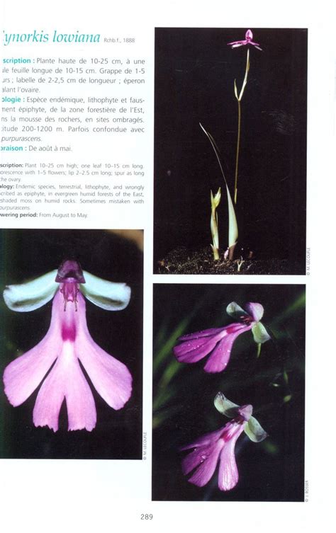 Orchids of Madagascar Les Orchidées de Madagascar NHBS Field Guides