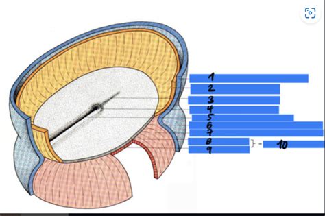 Vývoj 3. zárodečného listu - mezodermu Diagram | Quizlet