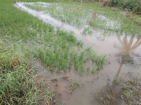 Puluhan Hektare Sawah Terendam