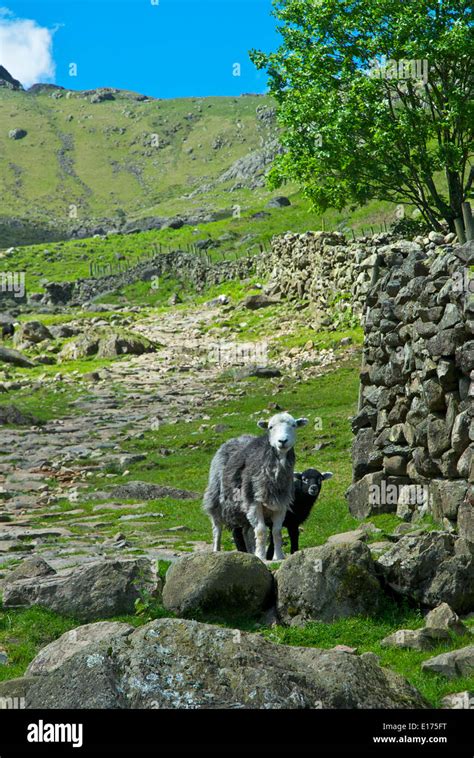 Herdwick Sheep And Lamb In The Langdale Valley Lake District National