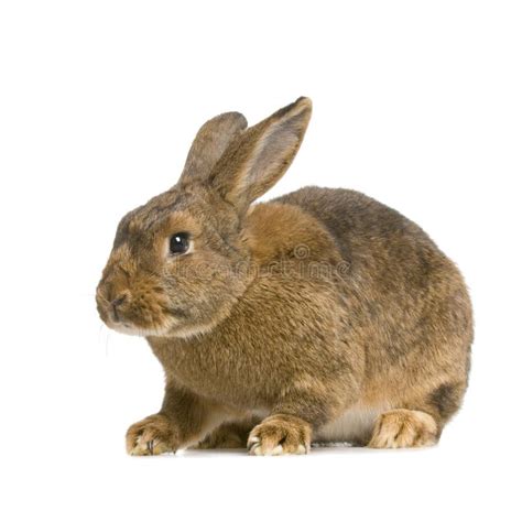 Common Rabbit Stock Photo Image Of Animal Animals Agriculture 2307304