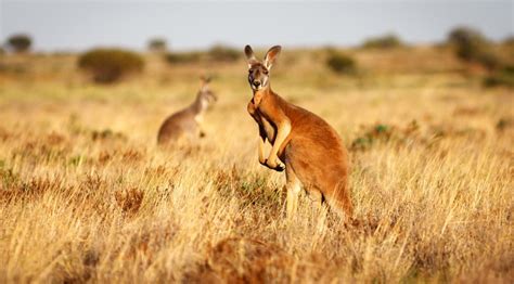 Red Kangaroo Habitat