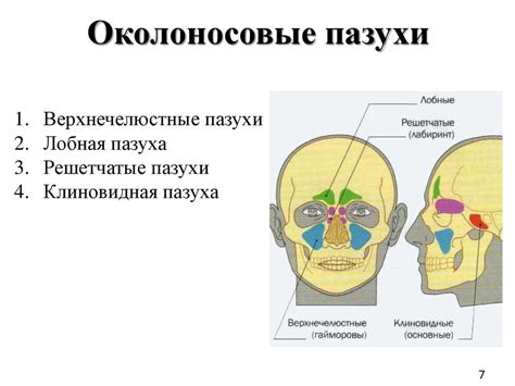 Функциональная анатомия полости носа. Возрастные особенности ...