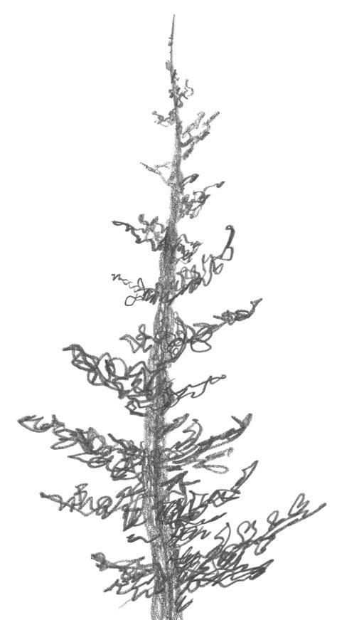 3 2 A2 Squirkle A Realistic Spruce Tree Drawspace