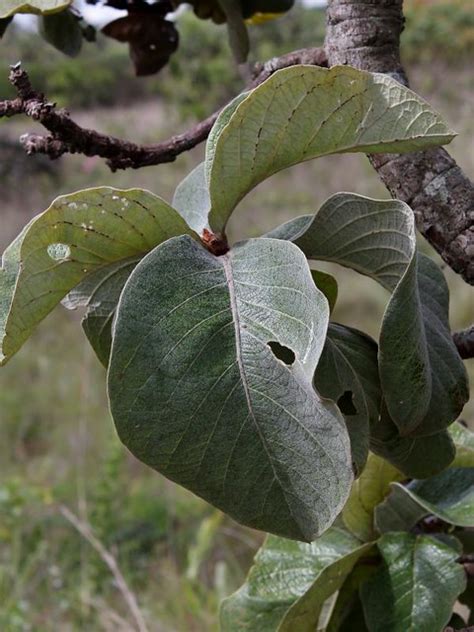 Byrsonimaa Verbascifolia Byrsonima Verbascifolia L DC Flickr