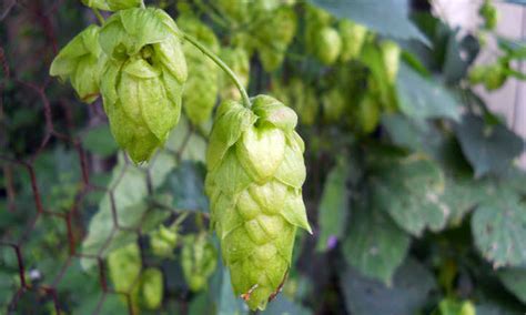 How to Plant, Grow, and Care for Hops