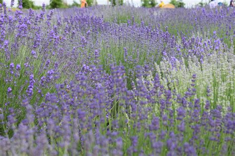 Lavender Flower Field · Free Stock Photo