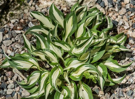 P00 Hosta Hideout From The Hosta Helper Presented By Plantsgalorecom