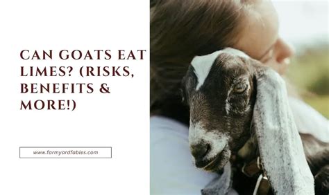 Can Goats Eat Limes Risks Benefits More