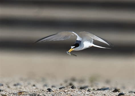 遠征M浜の野鳥達 6月19日撮 コアジサシ群れコアジサシの親子餌渡しシロチドリとコアジサシの近場争い 空色鳥撮りⅢ