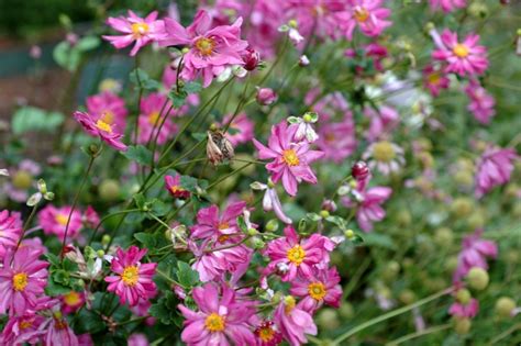 Anemone Hupehensis Var Japonica Pamina Japanese Anemone Garden