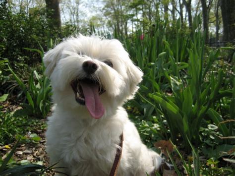 New Member | Maltese Dogs Forum : Spoiled Maltese Forums