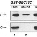 The Nh Terminal Domain Of Sed P And The Cooh Terminal Domain Of Sec P