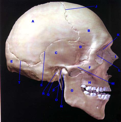 Human Skull Lateral View Labeled Skull Lateral View Bodenowasude