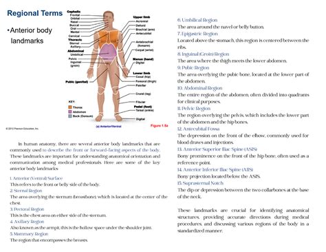 Anterior And Posterior Notes In Human Anatomy There Are Several