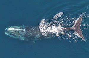 North Atlantic Right Whale Migration Underway – North American Wildlife