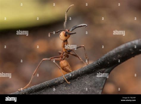 Army Ant Bivouac Hi Res Stock Photography And Images Alamy