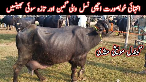 Different Milking And Pregnant Buffaloes Latest Prices On Gondal