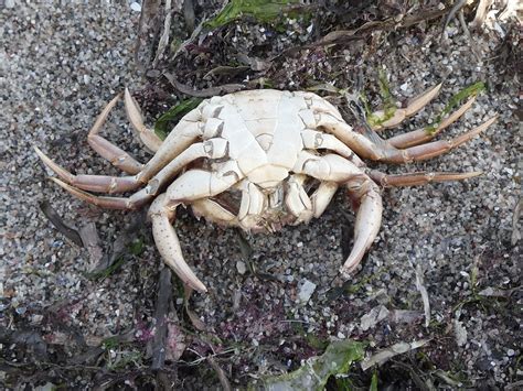 Strandkrabbe Carcinus Maenas Gemeine Strandkrabbe Carci Flickr