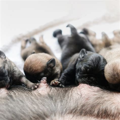 Newborn Pugs Nursing | Kooky Pugs