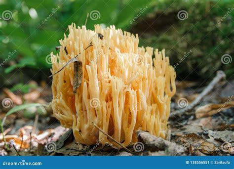 Mushroom Edible Fungi Stock Image | CartoonDealer.com #80948299