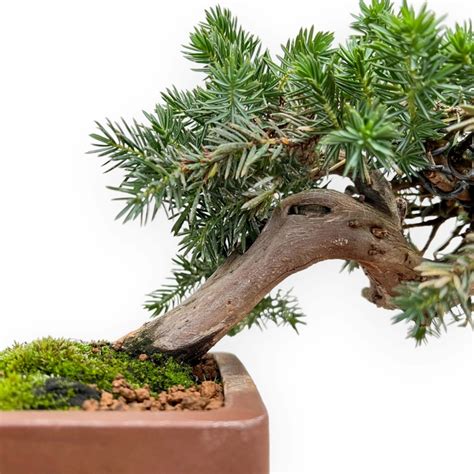 Juniperus Rigida Ginepro Ad Aghi Cm