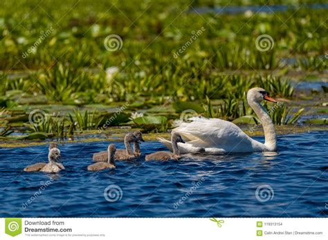 Cisne Y Pollos Del Cisne En El Delta De Danubio Foto De Archivo