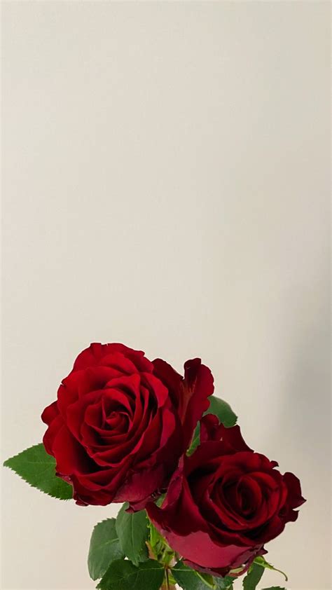 خلفيات جوال ورد روز أحمر Red Maroon Rose Wallpaper Hd Dark Wallpaper