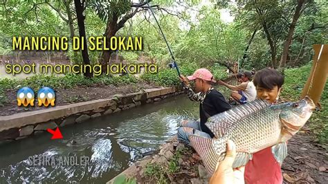 Mancing Ikan Nila Di Selokan Ikanya Banyak Besar Besar Spot Mancing