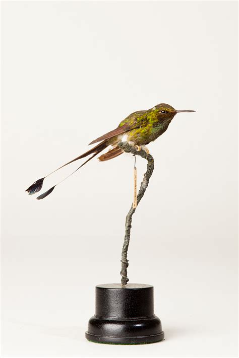 Taxidermy White-booted racket-tail