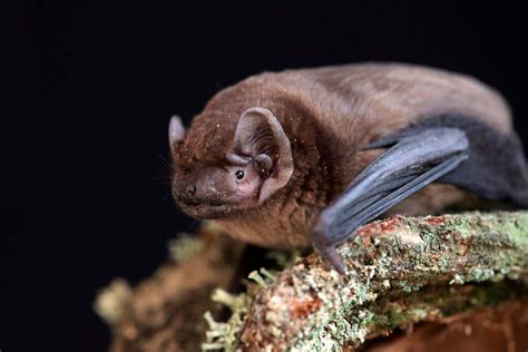 Human hibernation is possible and could boost longevity | New Scientist
