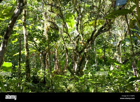 Amazon Rainforest Brazil South America Stock Photo 35130093 Alamy